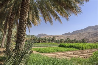 Oasis with date palms and green fields