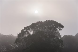 Jungle in the mist