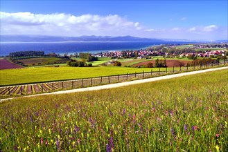 Flower meadow and vineyard on Lake Neuchatel