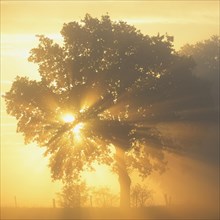 Sun rays in a tree