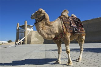 Saddled camel in front of the Ark fortress