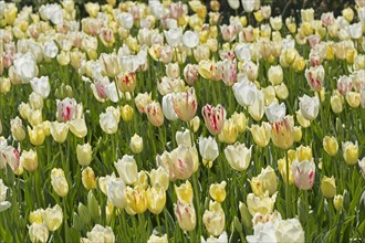 Tulip bed