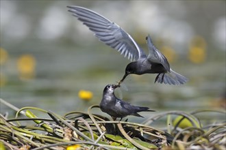 Black tern (Chlidonias niger)