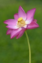 Indian Lotus (Nelumbo nucifera)