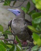 Young Red-footed Booby (Sula sula)