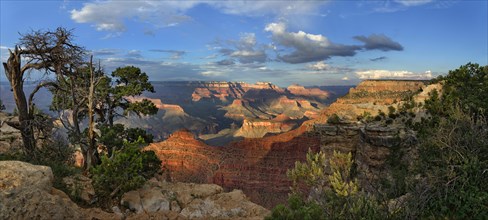 Gnarled old pine (Pinus) at the Grand Canyon