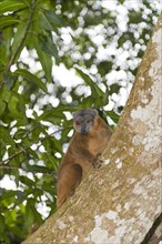 Collared Brown Lemur or Red-collared Lemur (Eulemur collaris) on a tree trunk