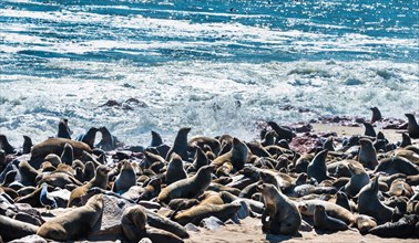 Colony of Brown Fur Seals or Cape Fur Seals (Arctocephalus pusillus)