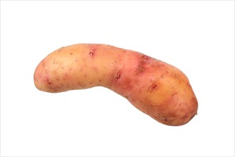 Potato