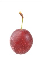 Red variety of the cherry plum or myrobalan
