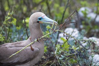 Red-footed Booby (Sula sula) in red mangrove