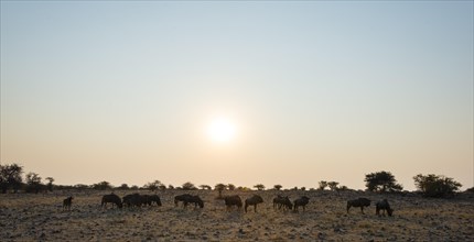 Blue Wildebeest (Connochaetes taurinus) herd in the evening light