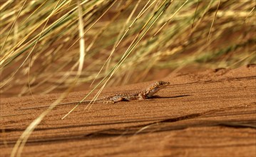 Smith's Desert Lizard (Meroles cuneirostris)