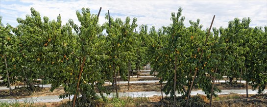 Nectarines (Prunus persica var nucipersica)