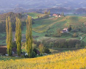 Autumnal vineyards and farmhouses in the morning light