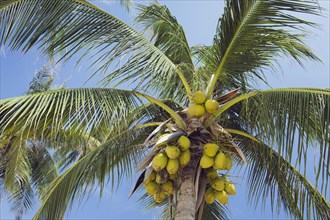 Coconuts on a Coconut Palm (Cocos nucifera)