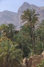 Date palms in Wadi Tiwi with Hajar Mountains