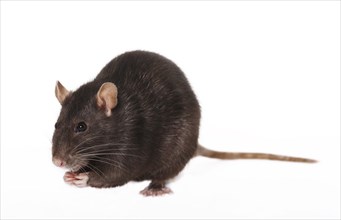 Brown Rat (Rattus norvegicus forma domestica)