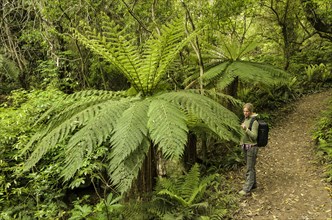 Woman looks at a frond of a Tree Fern (Cyatheales)