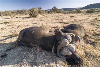 Two dead African Buffalos or Cape Buffalos (Syncerus caffer)
