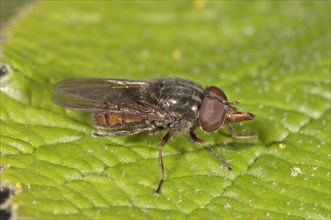 Rhingia campestris hover fly (Rhingia campestris)