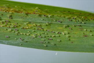 Aphids (Aphidoidea) on reed stalk
