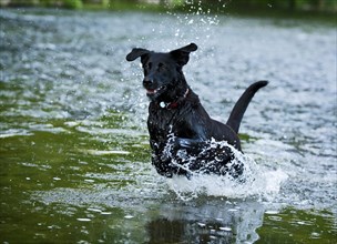 Black Rottweiler crossbreed running in the water