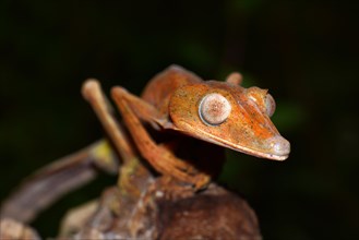 Lined Leaf-tail Gecko (Uroplatus lineatus)