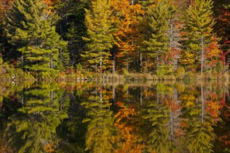 Forest being reflected in beaver pond in autumn