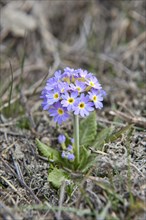 Primrose (Primula)