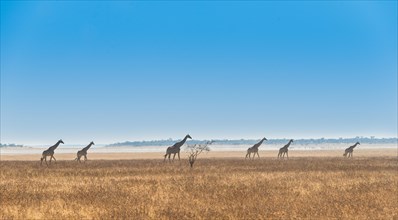 Giraffes (Giraffa camelopardis) walking through the dry grass
