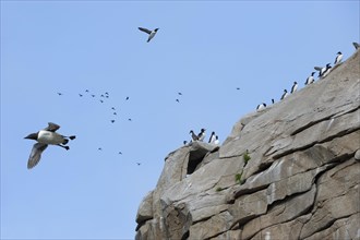 Thick-billed Murres (Uria lomvia) perched on cliffs