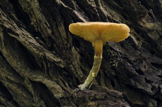 Old Flammulina mushroom (Flammulina) on a tree trunk