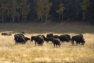 Herd of Beefalos or Cattalos on a pasture