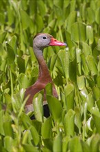 Black-bellied Whistling Duck (Dendrocygna autumnalis) in the water weeds