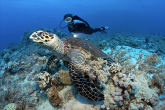 Scuba diver watching a Loggerhead Sea Turtle (Caretta caretta) at the dive site of Shaab Sharm