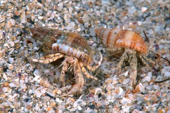Small Hermit Crabs (Diogenes pugilator)