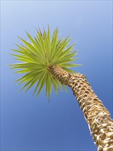 Yucca against blue sky