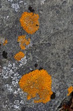 Lichens (Caloplaca) on rock