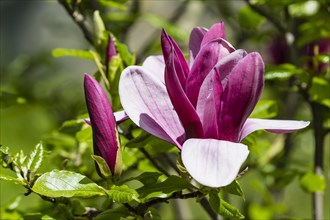 Purple Magnolia (Magnolia liliiflora)