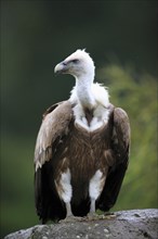 Griffon Vulture (Gyps fulvus)