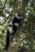 Black-and-white Ruffed Lemur (Varecia variegata)