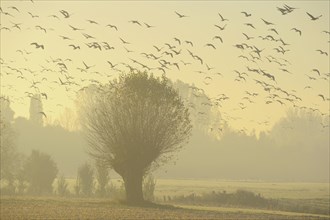 Flying geese swarm over trees in misty morning light