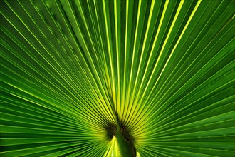 Desert fan (Washingtonia filifera)