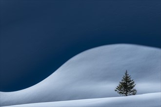 Small Spruce (Picea) on snow surface with light and shadow