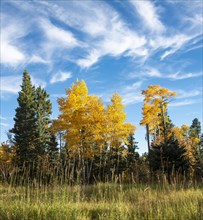Autumnally colored Common aspens (Populus tremula) between Coniferous Forest