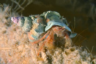 Crested Hermit Crab (Pagurus pectinatus)