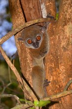 Ankarana sportive lemur (Lepilemur ankaranensis)