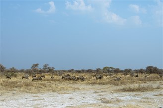 Herd of Blue Wildebeest (Connochaetes taurinus)