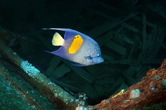 Halfmoon Angelfish (Pomacanthus maculosus) at the shipwreck of the SS Thistlegorm